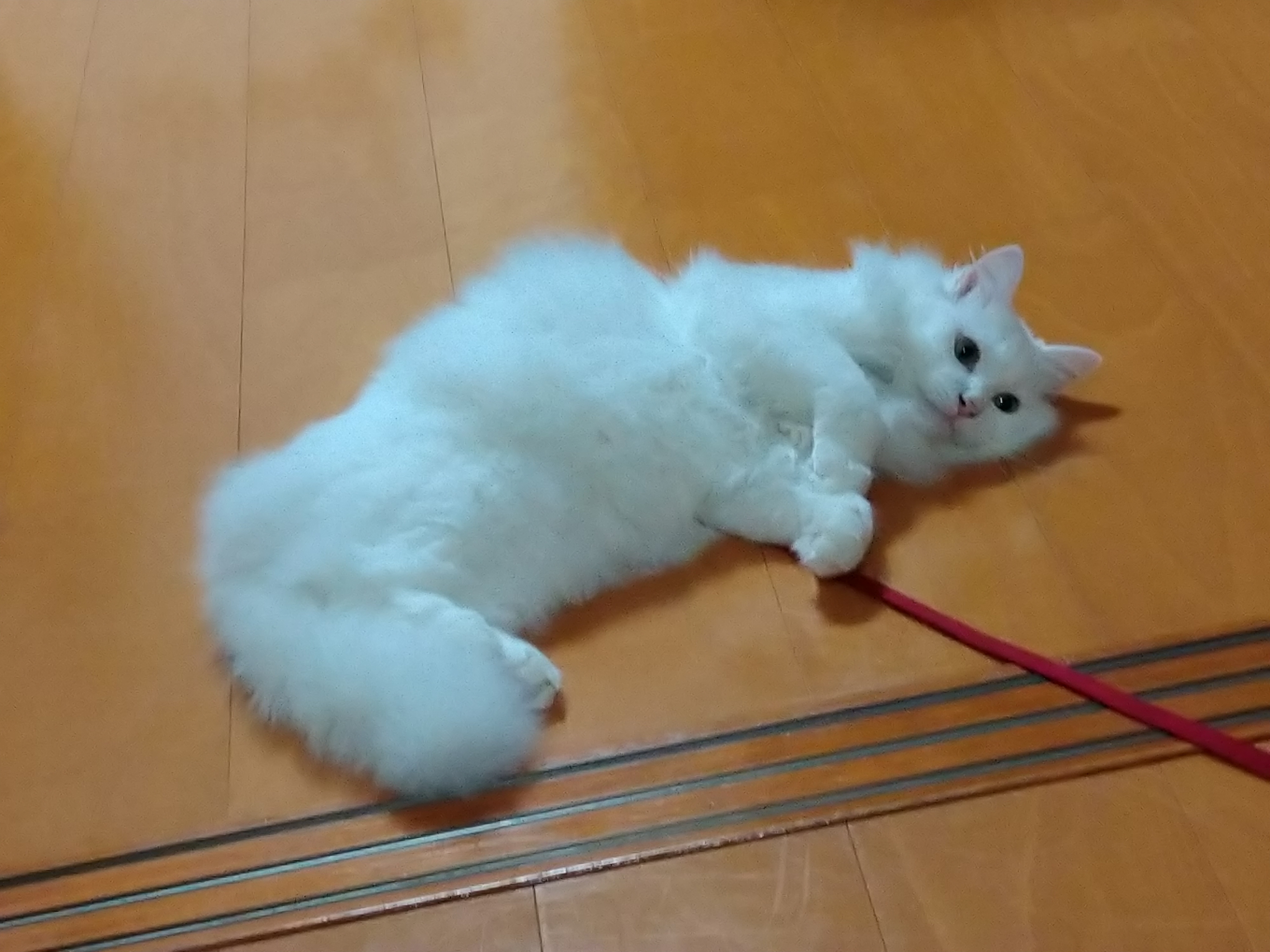 カード画像のキャプション2
